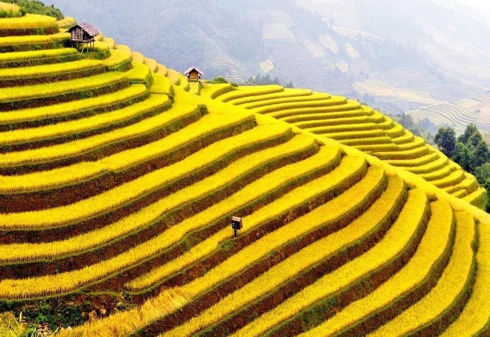 Tổng hợp các điểm săn lúa chín đẹp nhất Việt Nam: Mùa lúa vàng đến rồi!