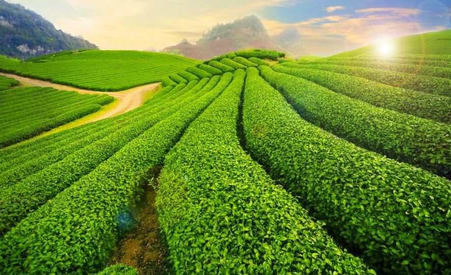 Tour Mộc Châu – Sơn La – Điện Biên